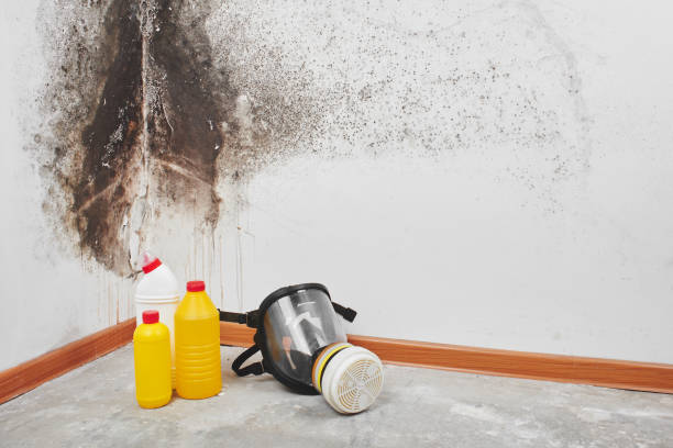 Best Home Mold Removal  in Andale, KS