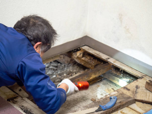Certified Mold Removal in Andale, KS