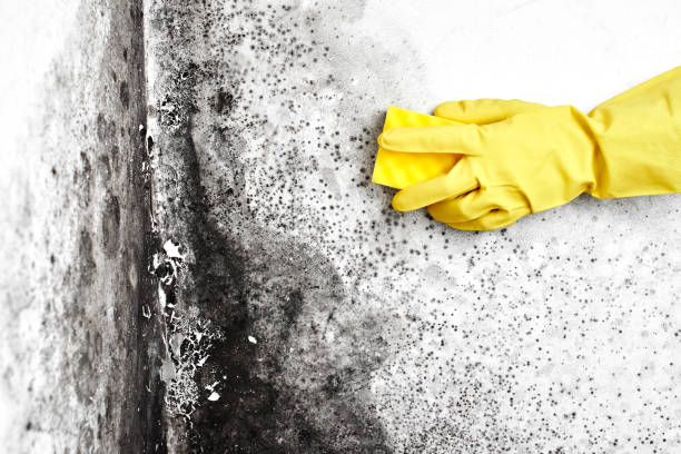 Best Best Mold Removal Companies  in Andale, KS