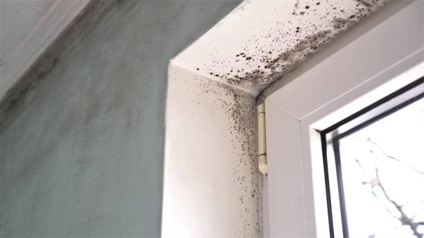 Best Mold Damage Repair  in Andale, KS