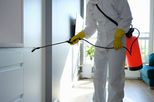 Best Mold Remediation  in Andale, KS