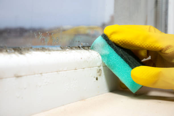 Best Certified Mold Removal  in Andale, KS