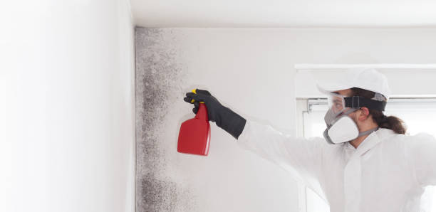 Best Emergency Mold Removal  in Andale, KS