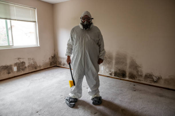 Best Certified Mold Removal  in Andale, KS