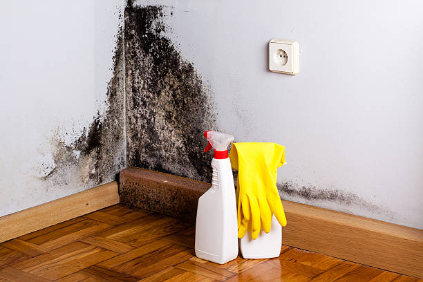 Best Mold Cleaning Services  in Andale, KS