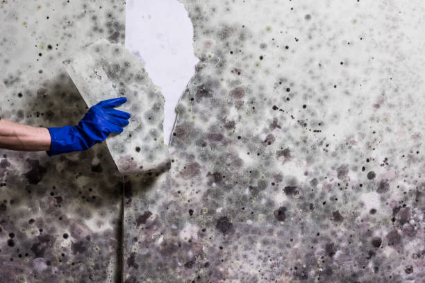 Best Residential Mold Removal  in Andale, KS